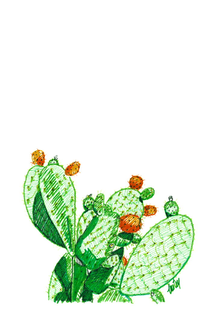 Illustration au stylo encre de couleur d'un cactus figuier de barbarie