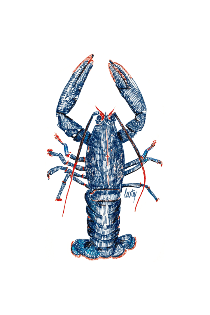 Illustration au stylo encre de couleur d'un homard bleu de bretagne