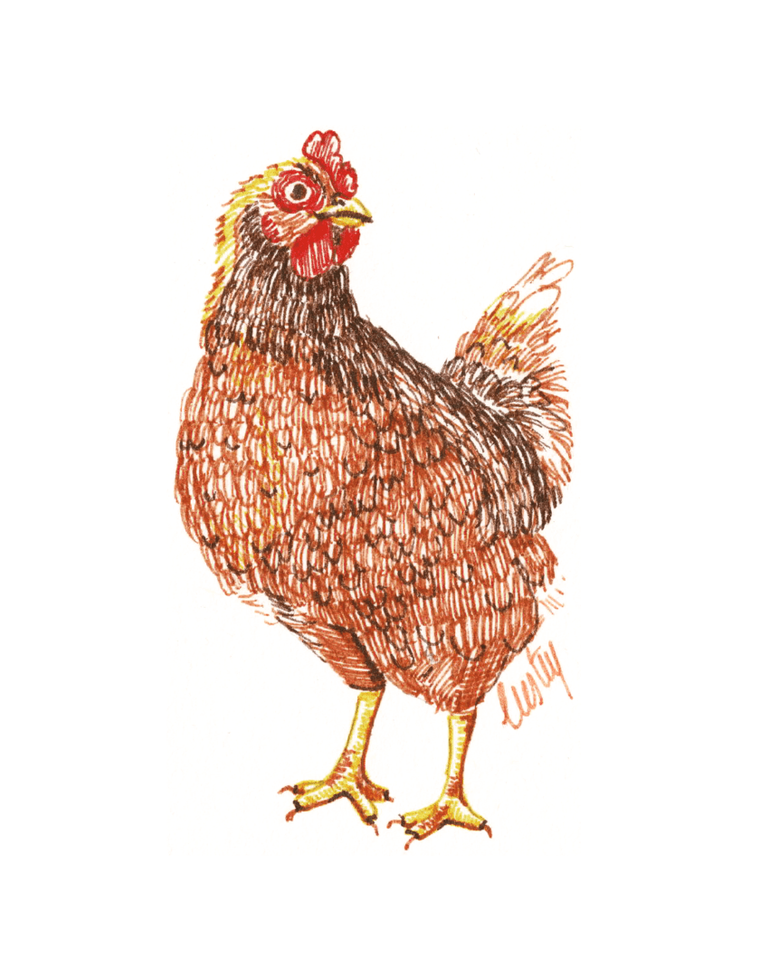 Illustration au stylo encre de couleur d'une poule